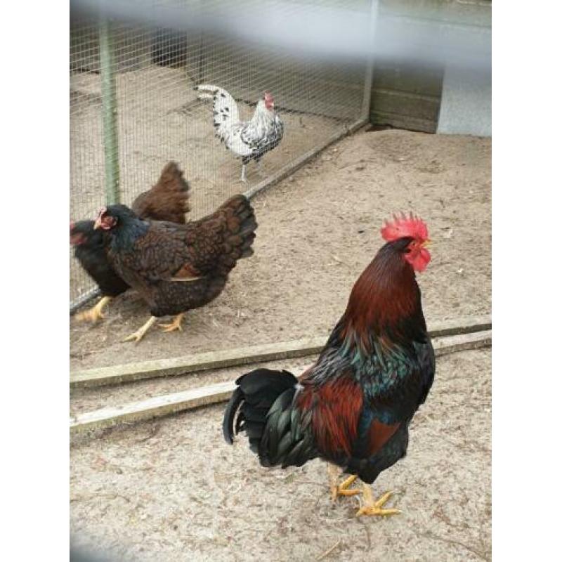 Te koop grote koppel barnevelders groot dubbelgezoomd