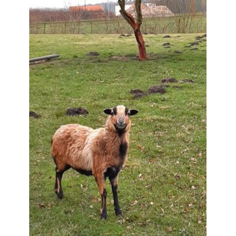 kameroen ooi 4 jaar