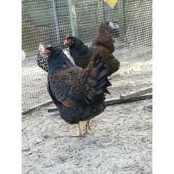 Te koop grote koppel barnevelders groot dubbelgezoomd