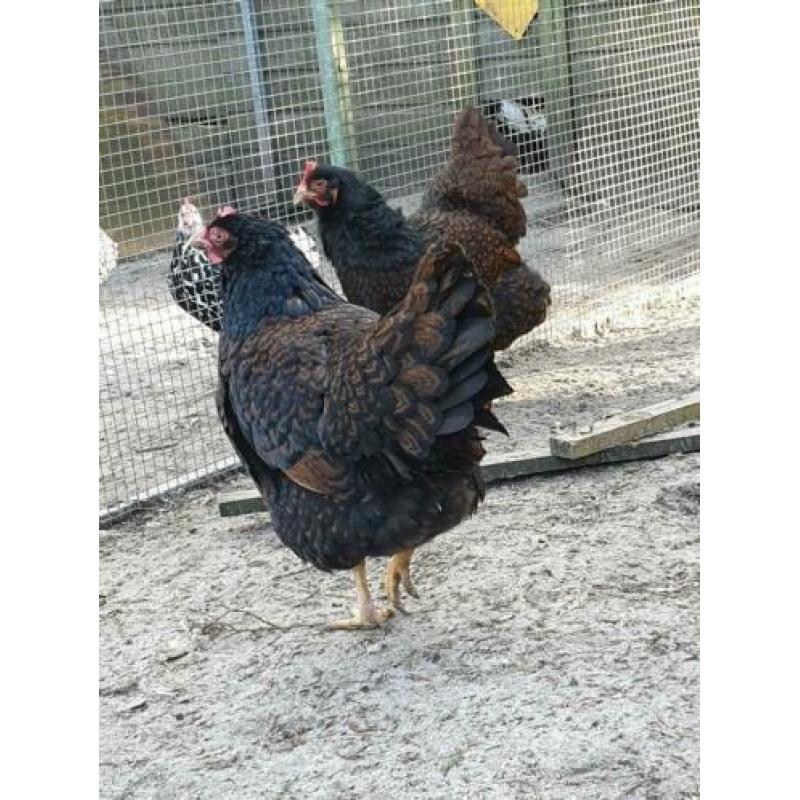 Te koop grote koppel barnevelders groot dubbelgezoomd