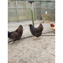 Te koop grote koppel barnevelders groot dubbelgezoomd