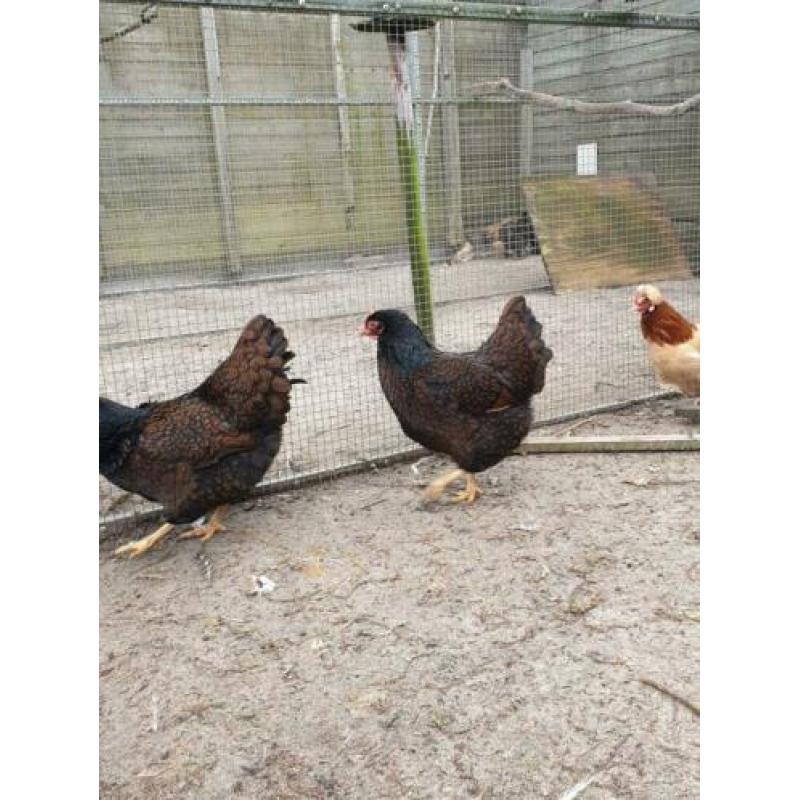 Te koop grote koppel barnevelders groot dubbelgezoomd