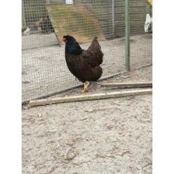 Te koop grote koppel barnevelders groot dubbelgezoomd