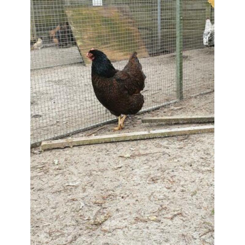 Te koop grote koppel barnevelders groot dubbelgezoomd