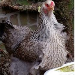 Sabelpoothennen, Brahmahen groot en Cochinkriel hen