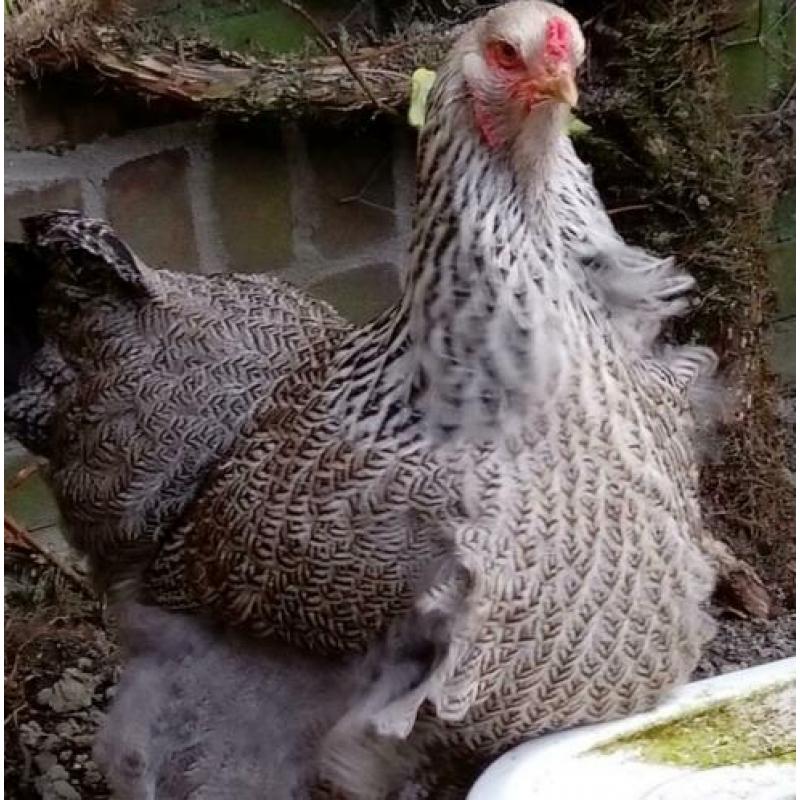 Sabelpoothennen, Brahmahen groot en Cochinkriel hen