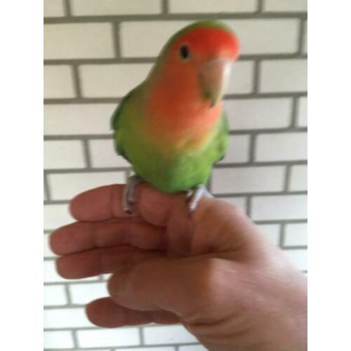 Super tam koppel lovebirds ofwel aqapornis.