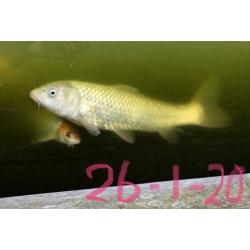 Koi karpers