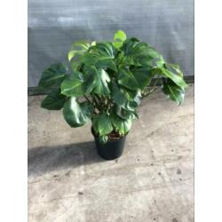Monstera, groene, pot, plant, kamerplant, gatenplant