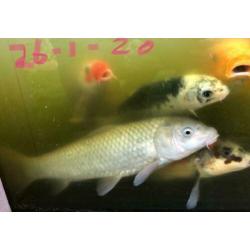 Koi karpers