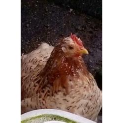 Sabelpoothennen, Brahmahen groot en Cochinkriel hen