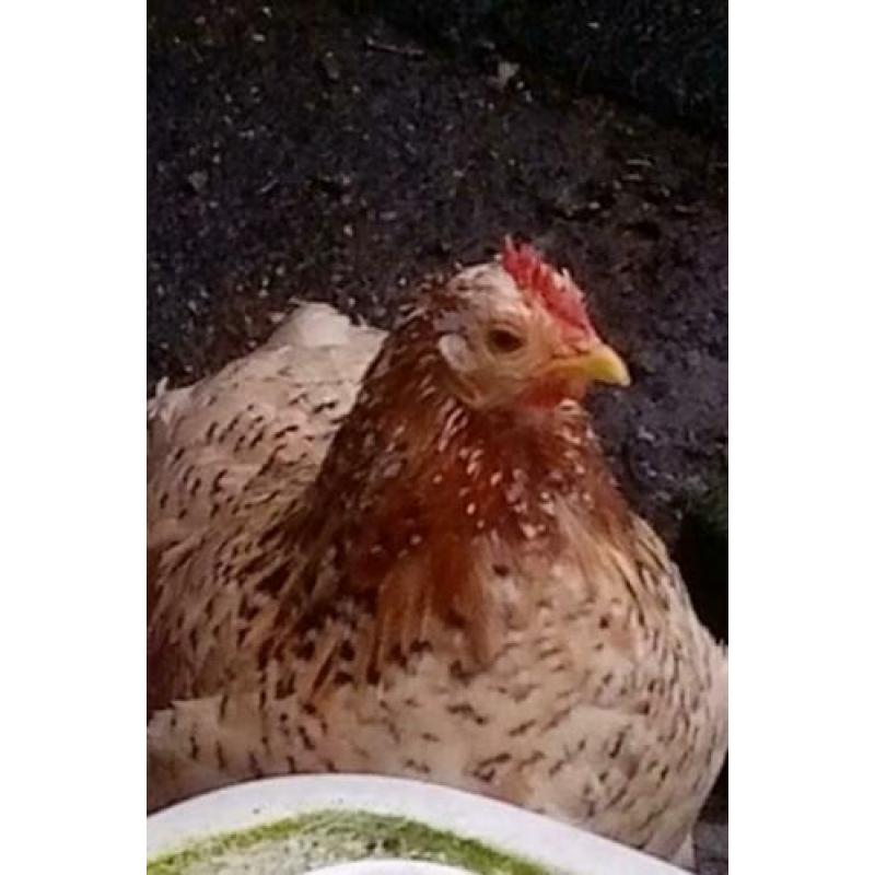 Sabelpoothennen, Brahmahen groot en Cochinkriel hen