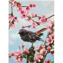 6 x Vogels en bloemen op ansichtkaarten Retro ongelopen.