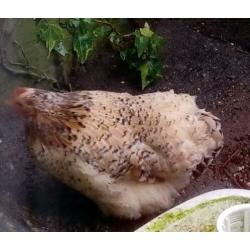 Sabelpoothennen, Brahmahen groot en Cochinkriel hen