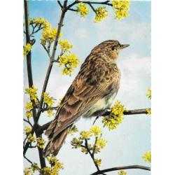 6 x Vogels en bloemen op ansichtkaarten Retro ongelopen.