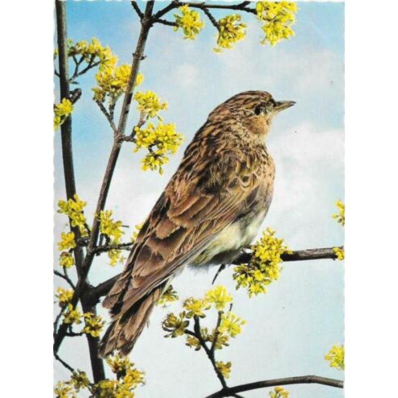 6 x Vogels en bloemen op ansichtkaarten Retro ongelopen.