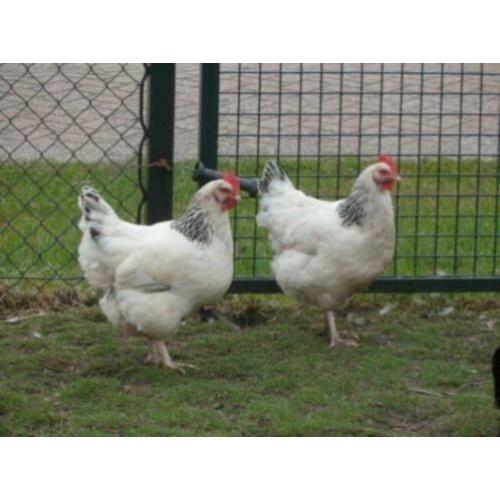 Sussex kippen [ Columbia kleur en......... ]