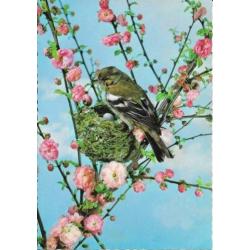 6 x Vogels en bloemen op ansichtkaarten Retro ongelopen.