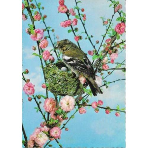 6 x Vogels en bloemen op ansichtkaarten Retro ongelopen.