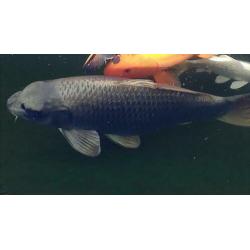 Grote koi 59cm!