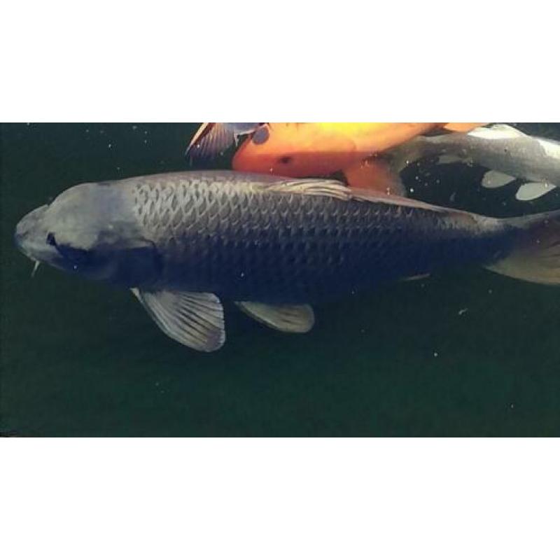Grote koi 59cm!