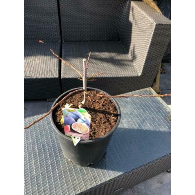 prachtig bonsai-pre bonsai vijgenboompje napolitana !!!