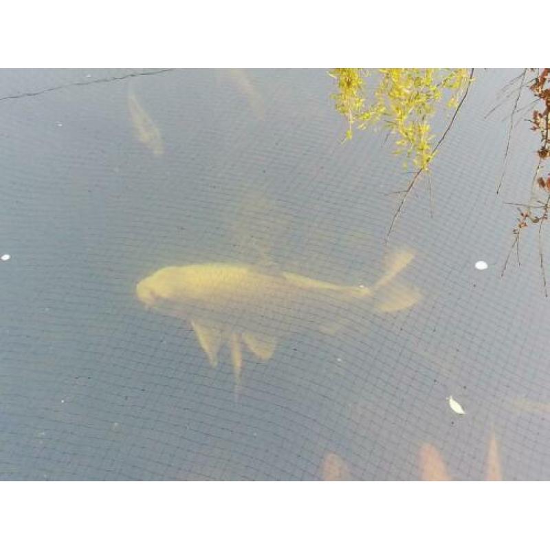 Grote koi 59cm!