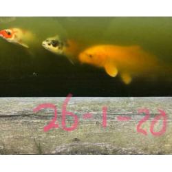 Koi karpers