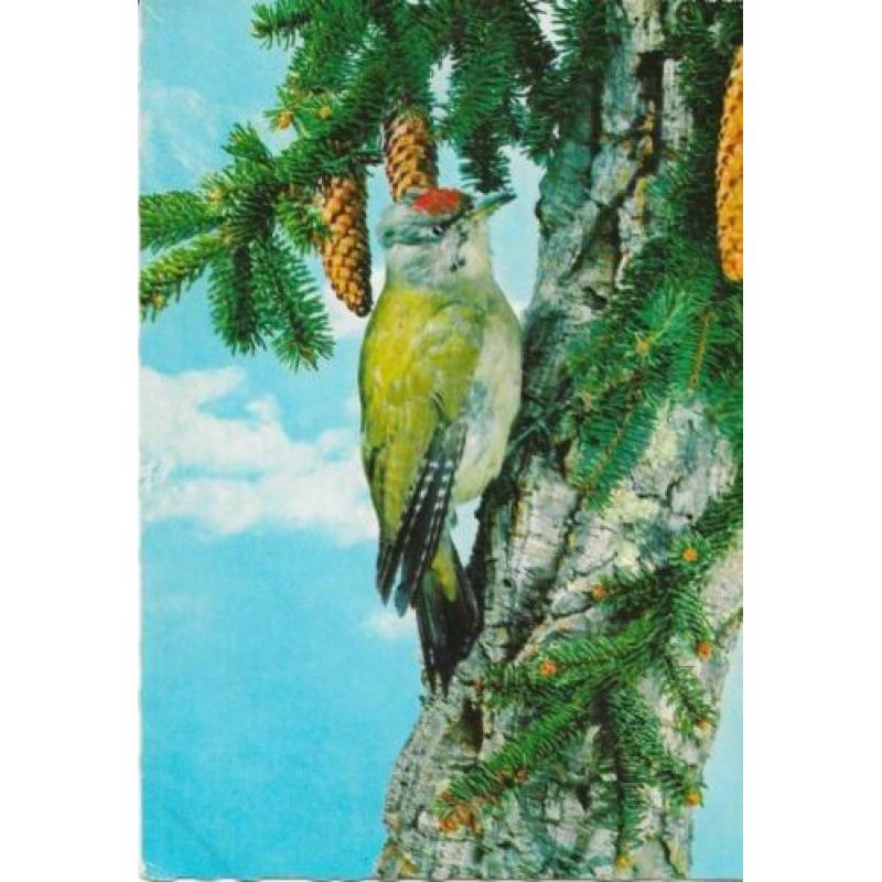 6 x Vogels en bloemen op ansichtkaarten Retro ongelopen.