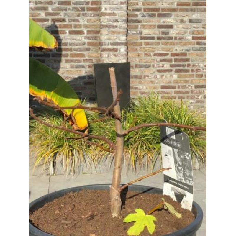 prachtig bonsai-pre bonsai vijgenboompje napolitana !!!