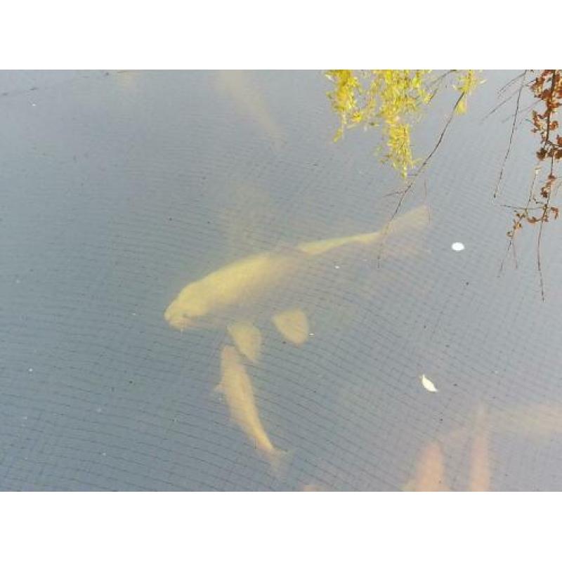Grote koi 59cm!