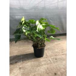 Monstera, groene, pot, plant, kamerplant, gatenplant