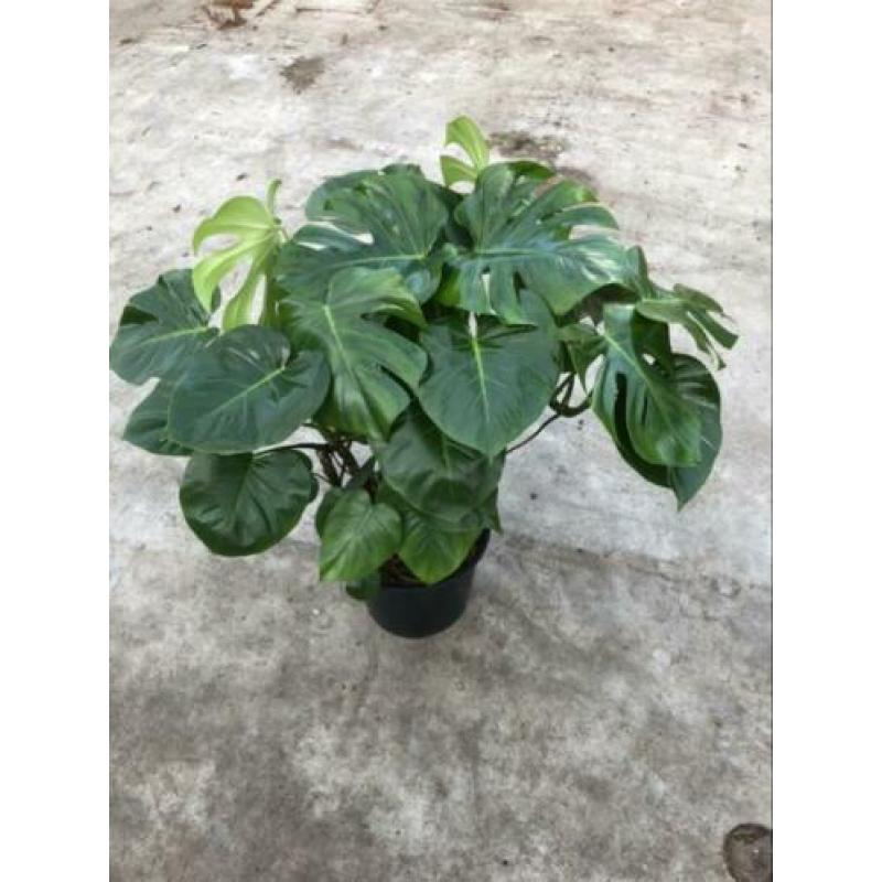 Monstera, groene, pot, plant, kamerplant, gatenplant