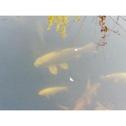 Grote koi 59cm!