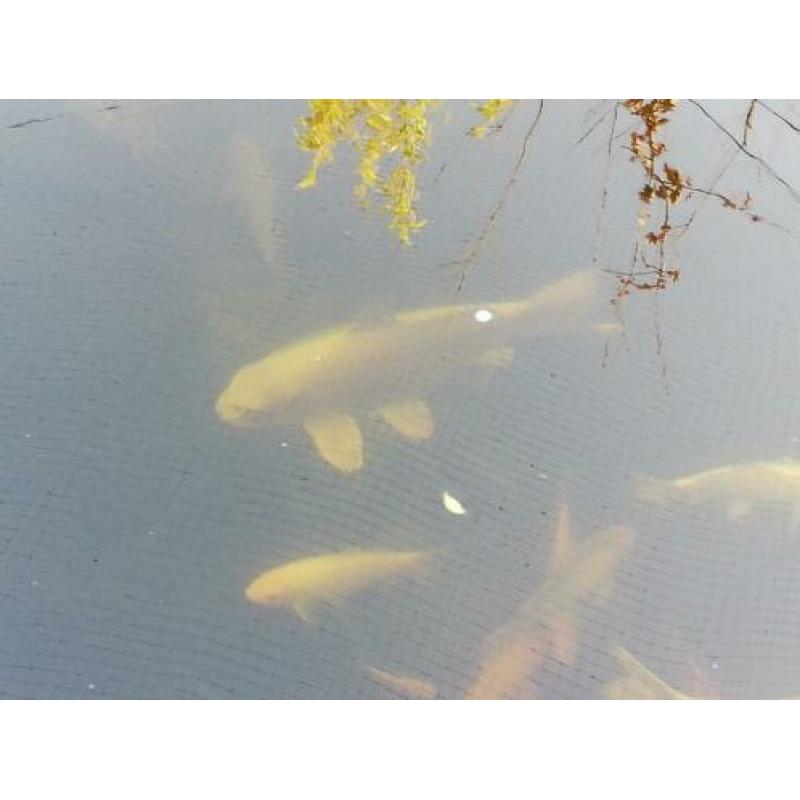 Grote koi 59cm!