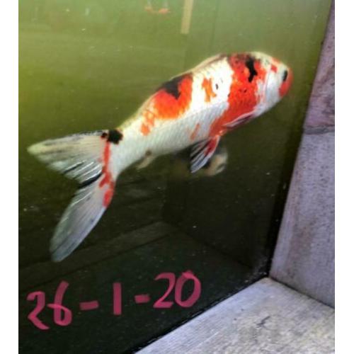Koi karpers