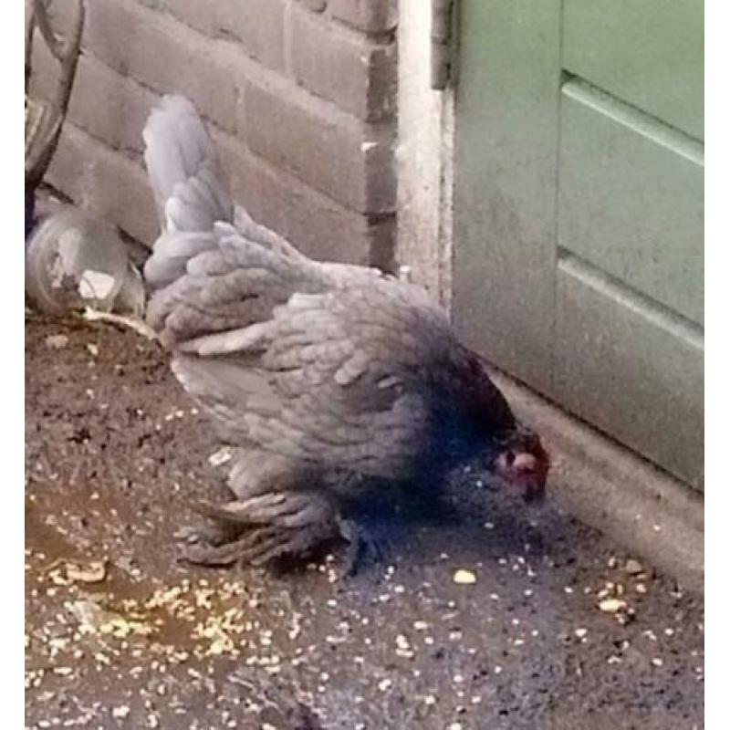 Sabelpoothennen, Brahmahen groot en Cochinkriel hen