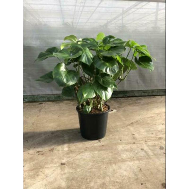 Monstera, groene, pot, plant, kamerplant, gatenplant