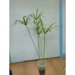 PAPYRUS / PARAPLUPLANT – stekken