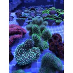 Groene leder koraal