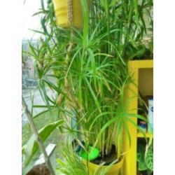 PAPYRUS / PARAPLUPLANT – stekken