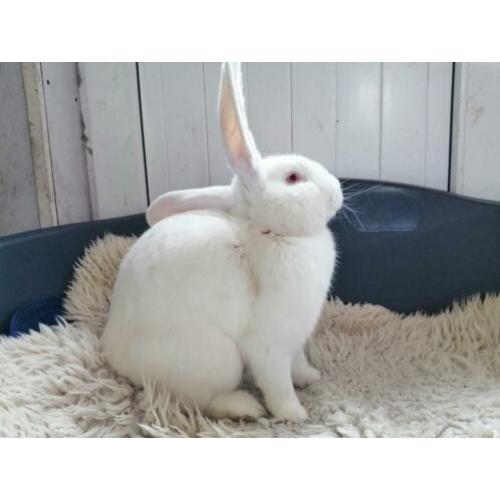 Prachtige Vlaamse reus albino