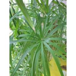 PAPYRUS / PARAPLUPLANT – stekken
