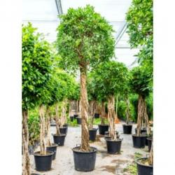 Ficus 'nitida' 390-400cm art22345