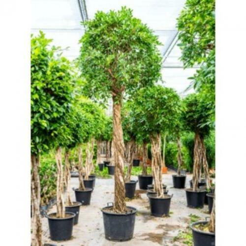 Ficus 'nitida' 390-400cm art22345