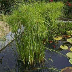 PAPYRUS / PARAPLUPLANT – stekken