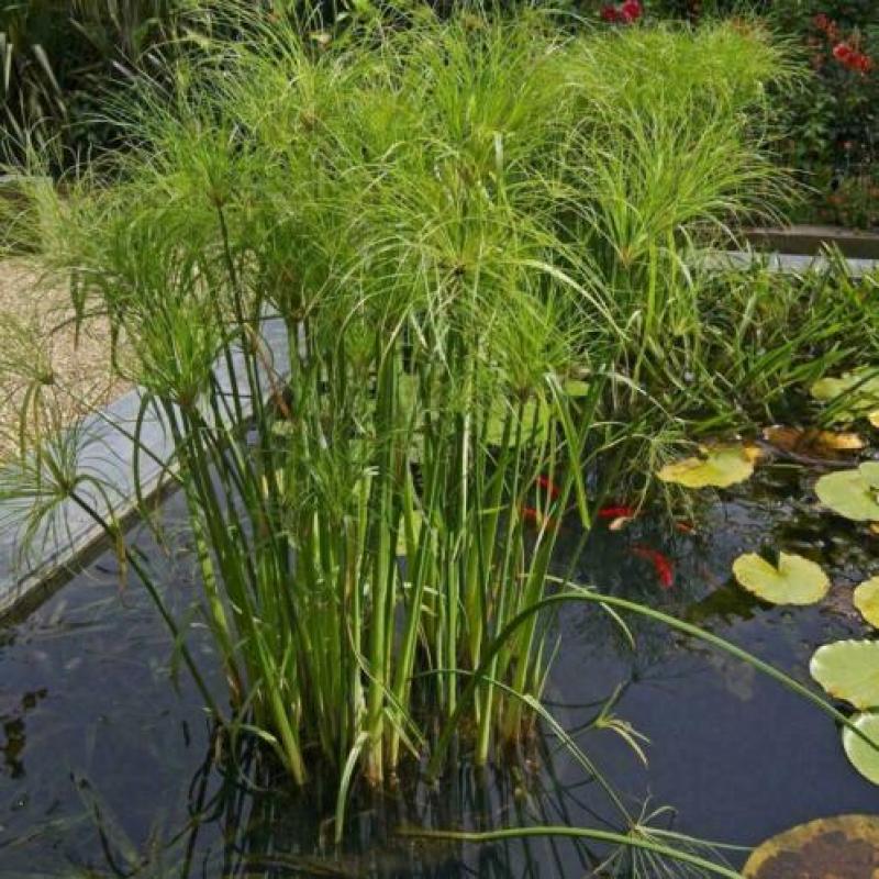 PAPYRUS / PARAPLUPLANT – stekken