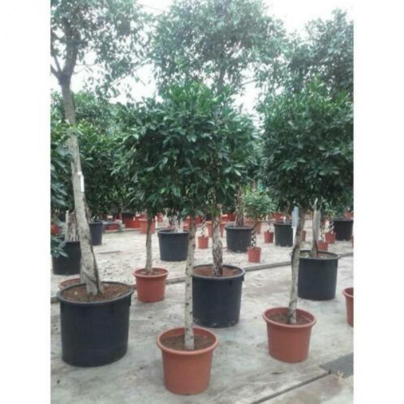 Ficus 'nitida' 390-400cm art22345