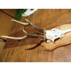 gewei reebok op houten schild