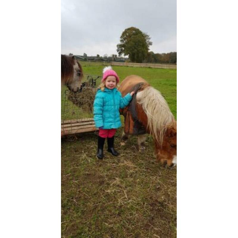 Verzorgpony gezocht
